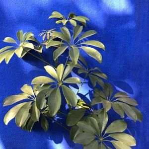 Meet your Posher, Leah